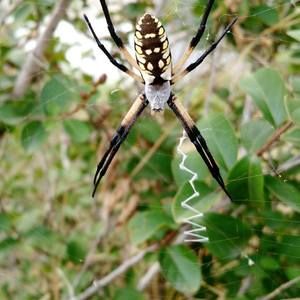 Meet your Posher, Helen